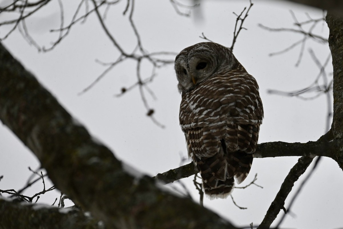 puštík proužkovaný - ML646590901