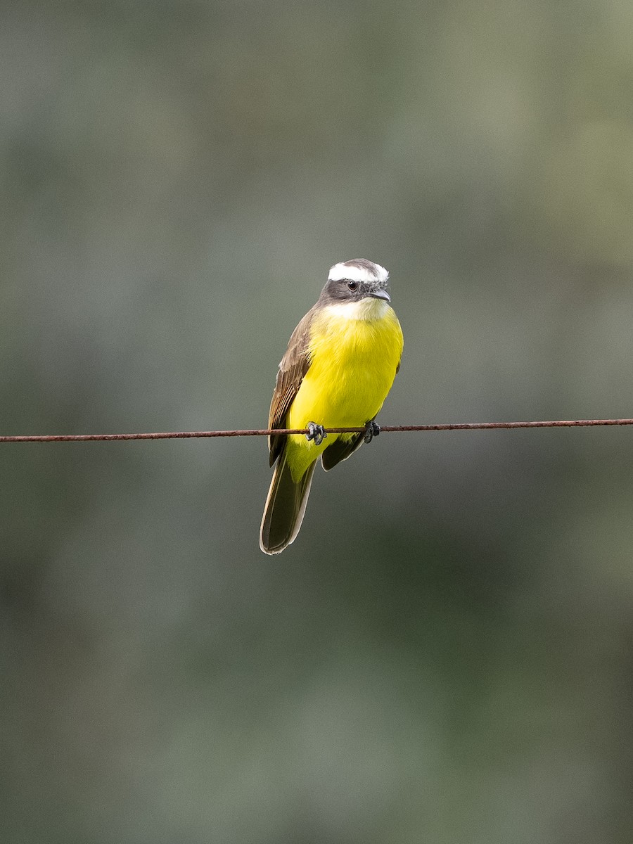 Graukappen-Maskentyrann - ML646590902