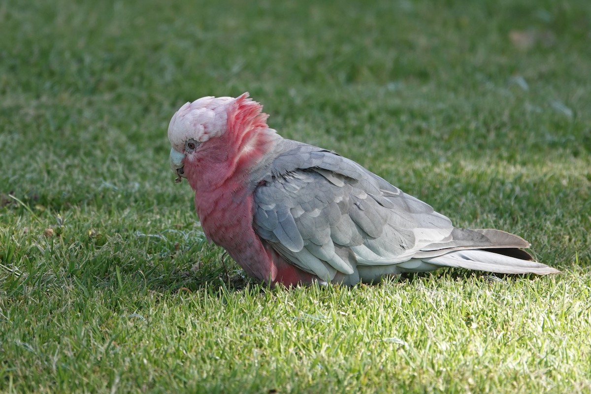 Galah - ML646590903