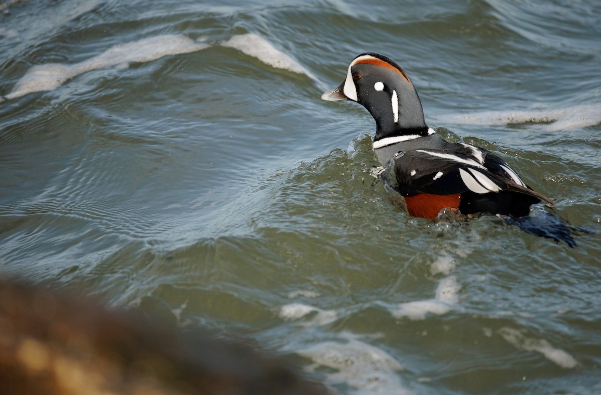 Palyaço Ördeği - ML646590904