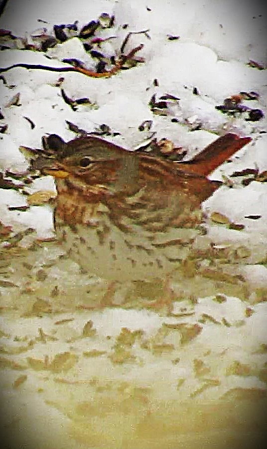 strnadec kaštanový (ssp. iliaca/zaboria) - ML646590908