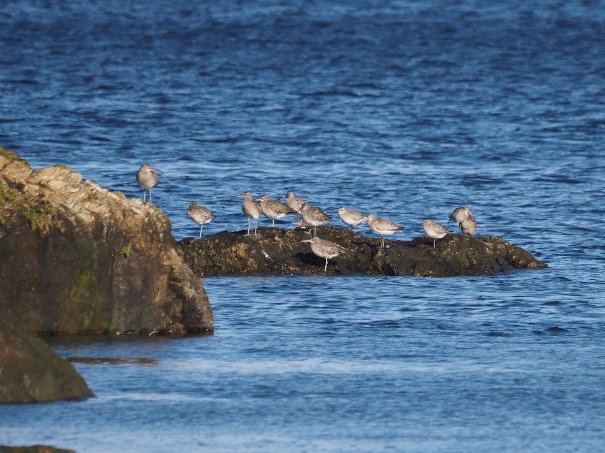 Bar-tailed Godwit - ML646590909