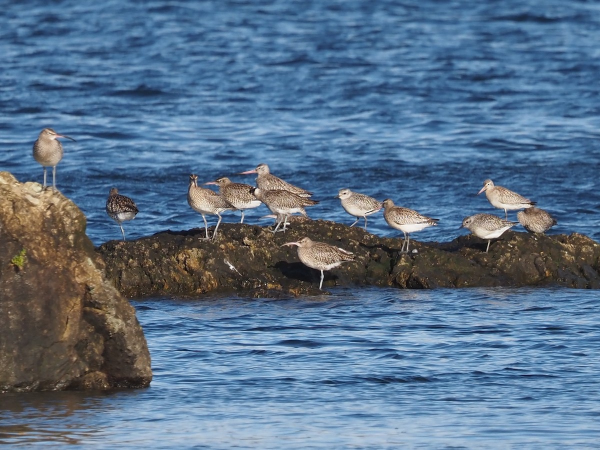 Bar-tailed Godwit - ML646590910