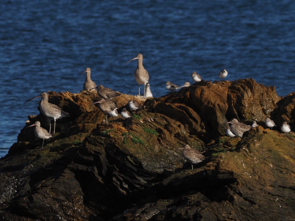 Bar-tailed Godwit - ML646590911