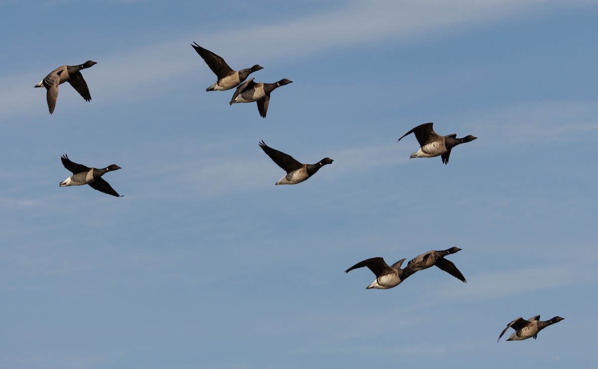 Хар толгойт галуу - ML646590912