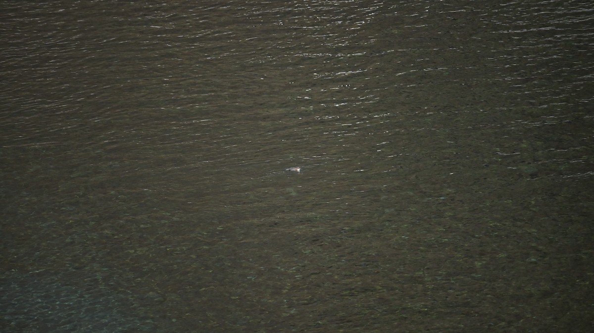 Cincle plongeur - ML646590916