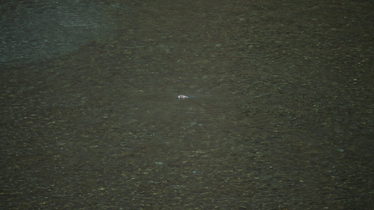 Cincle plongeur - ML646590917