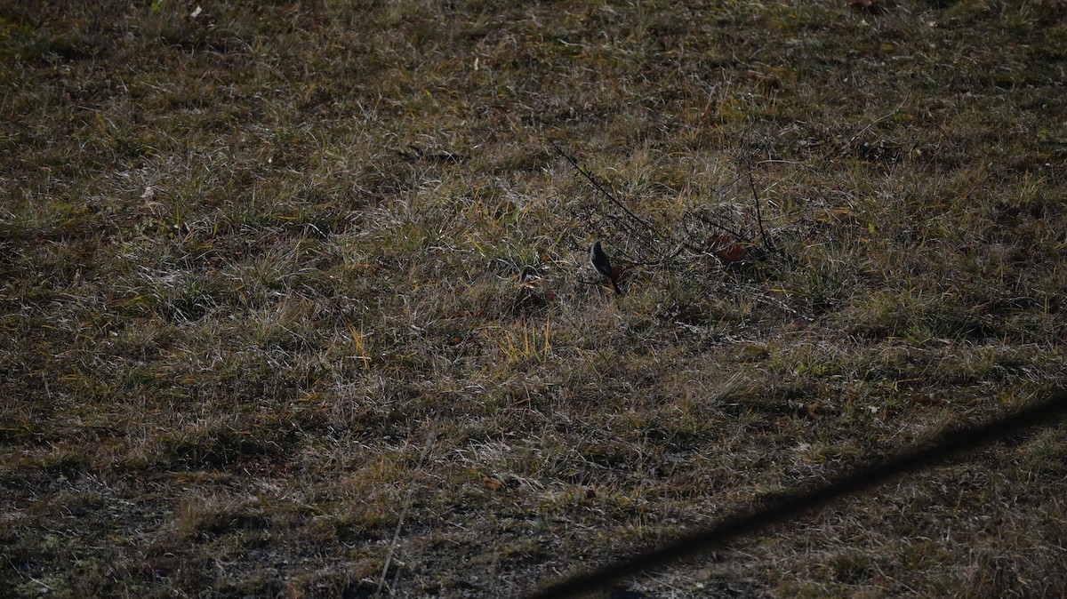 クロジョウビタキ - ML646590921