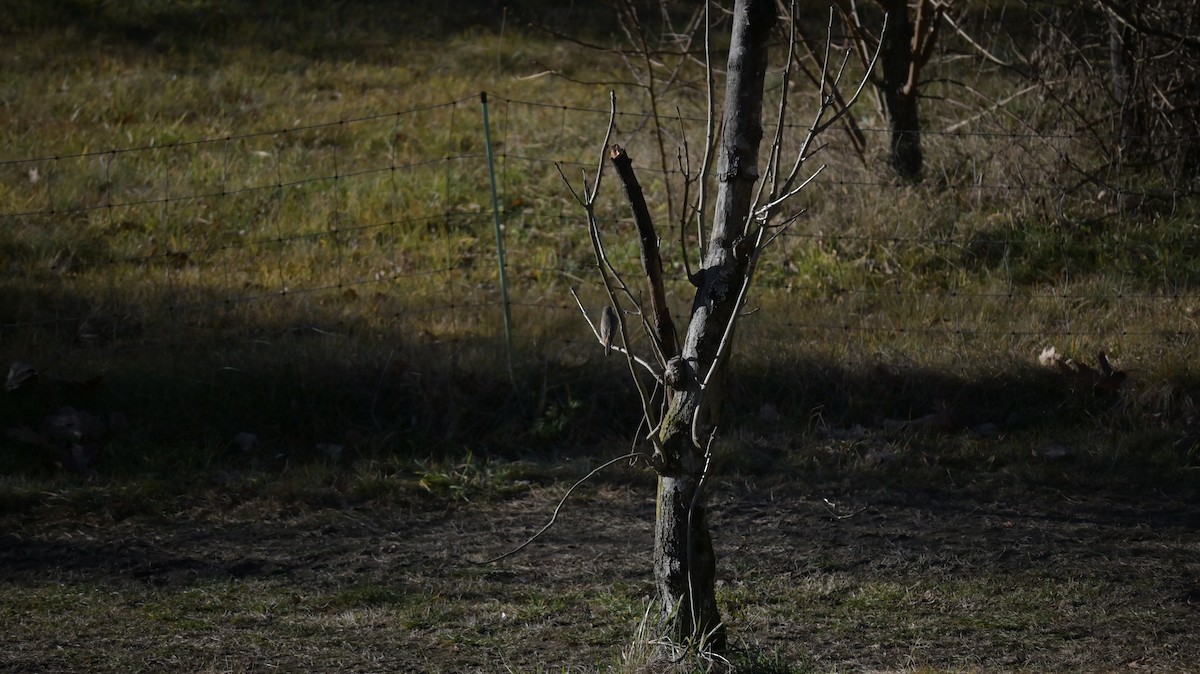 クロジョウビタキ - ML646590922