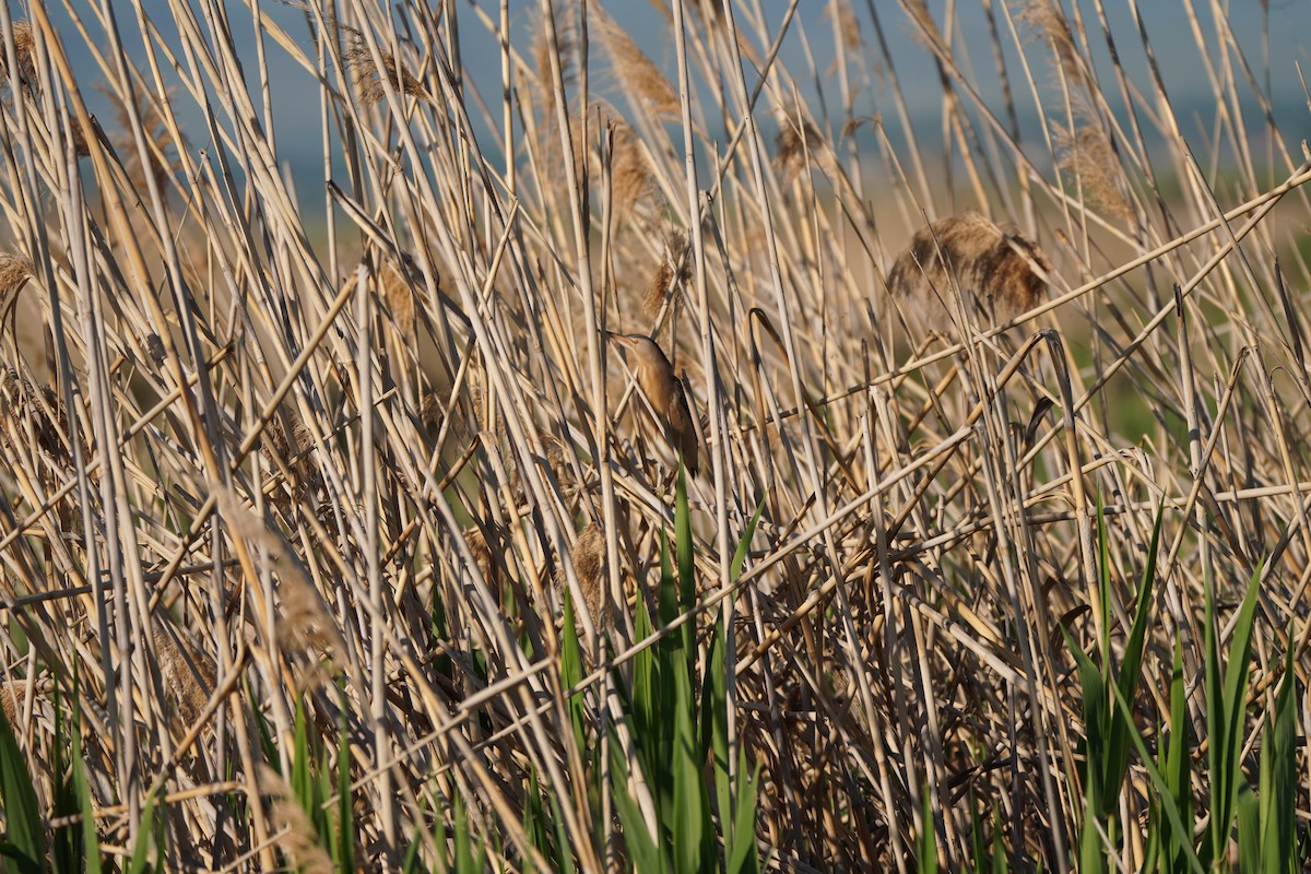 Little Bittern - ML646590924