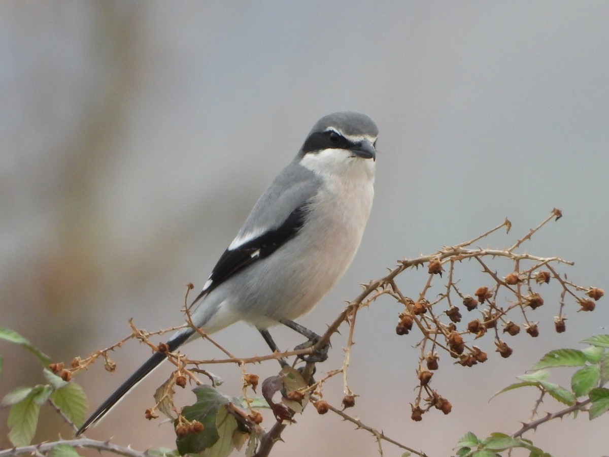 Iberian Gray Shrike - ML646590929