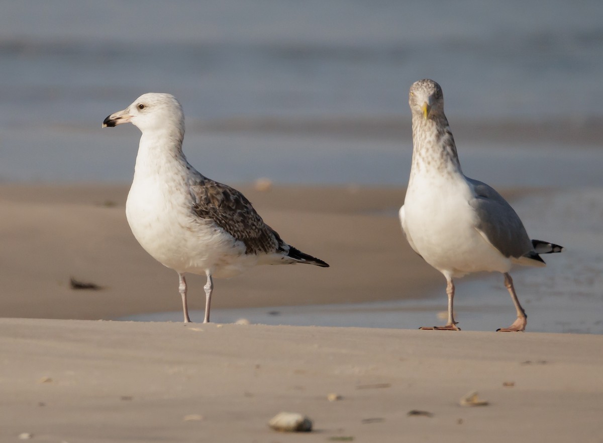 American Herring Gull - ML646590930