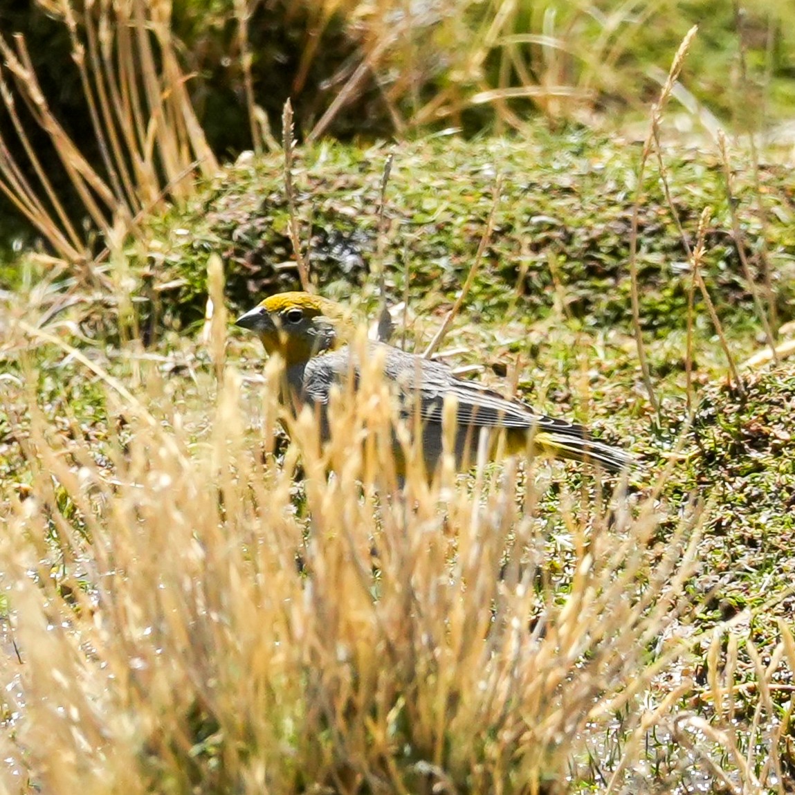 キゴシキンノジコ - ML646590931