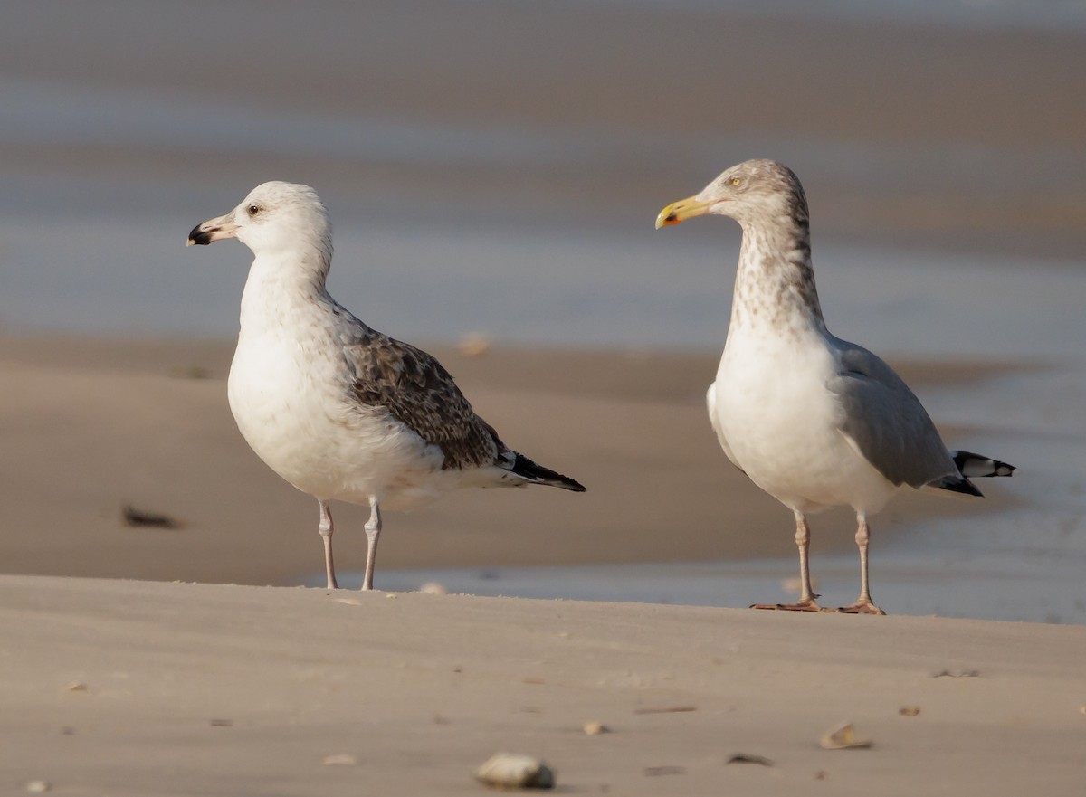 Great Black-backed Gull - ML646590932