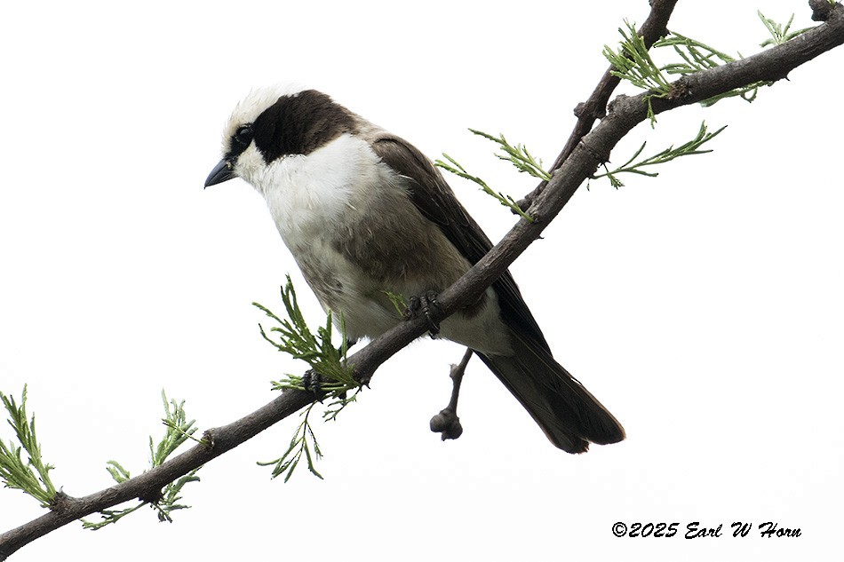 White-rumped Shrike - ML646590934