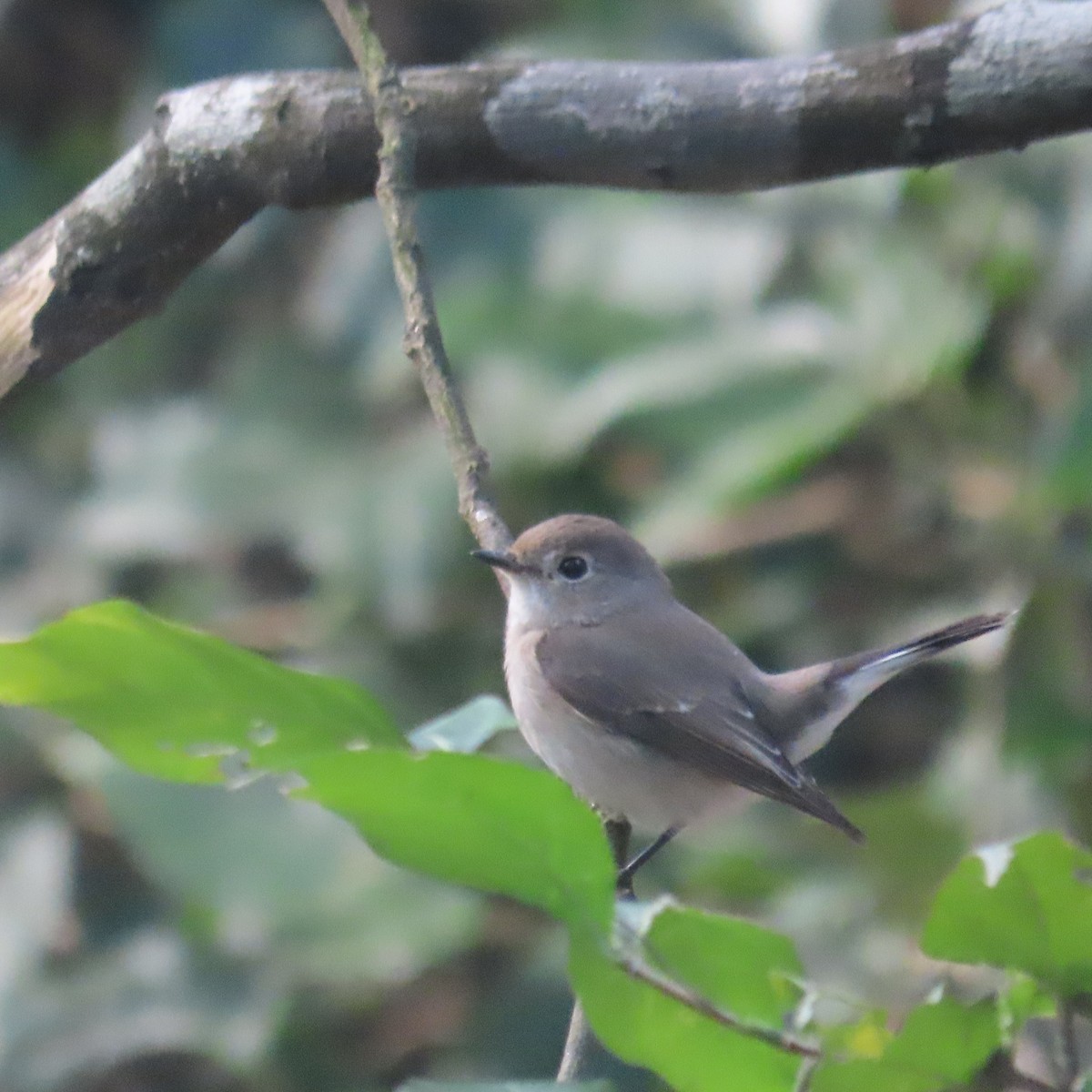 Taigaschnäpper - ML646590935