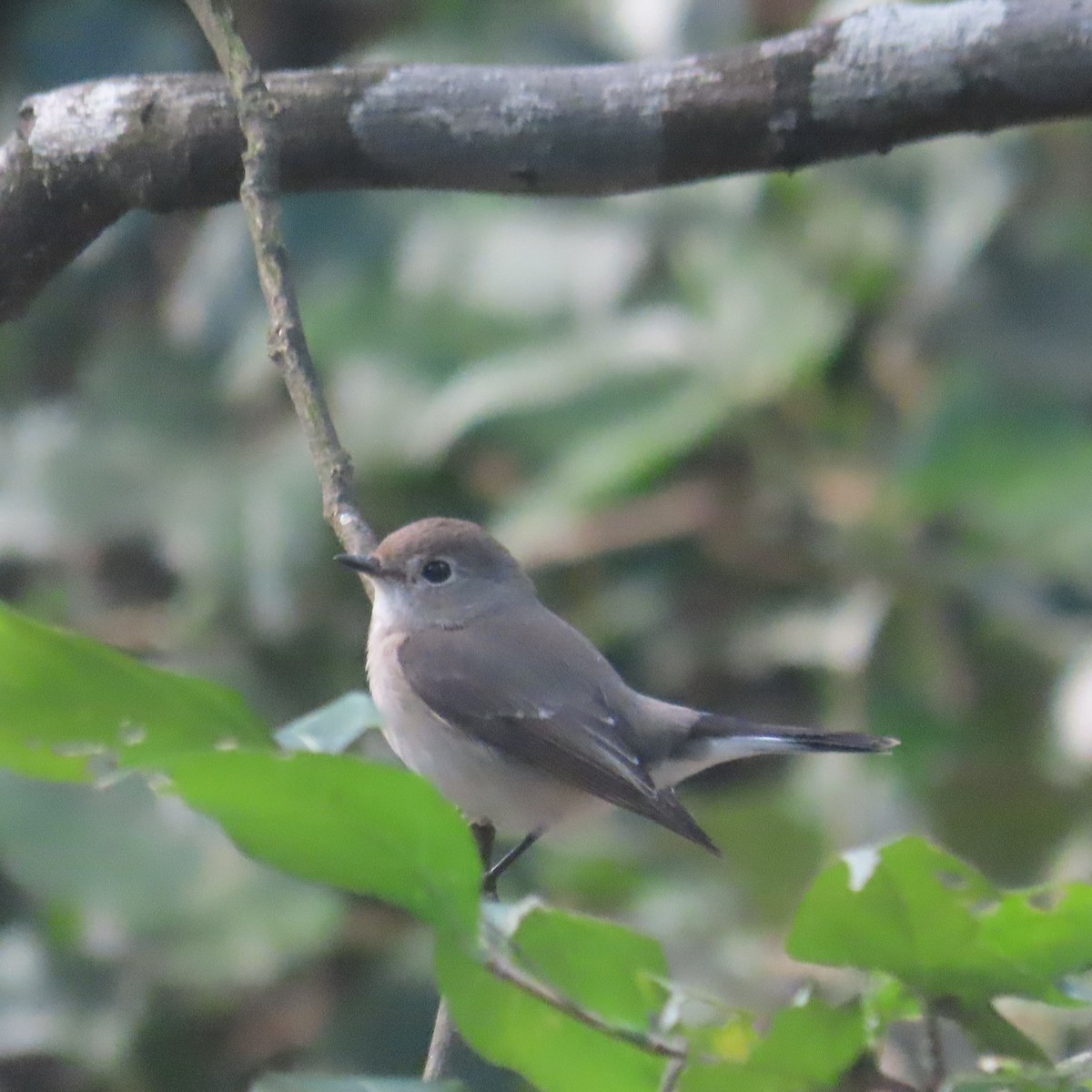 Taigaschnäpper - ML646590936