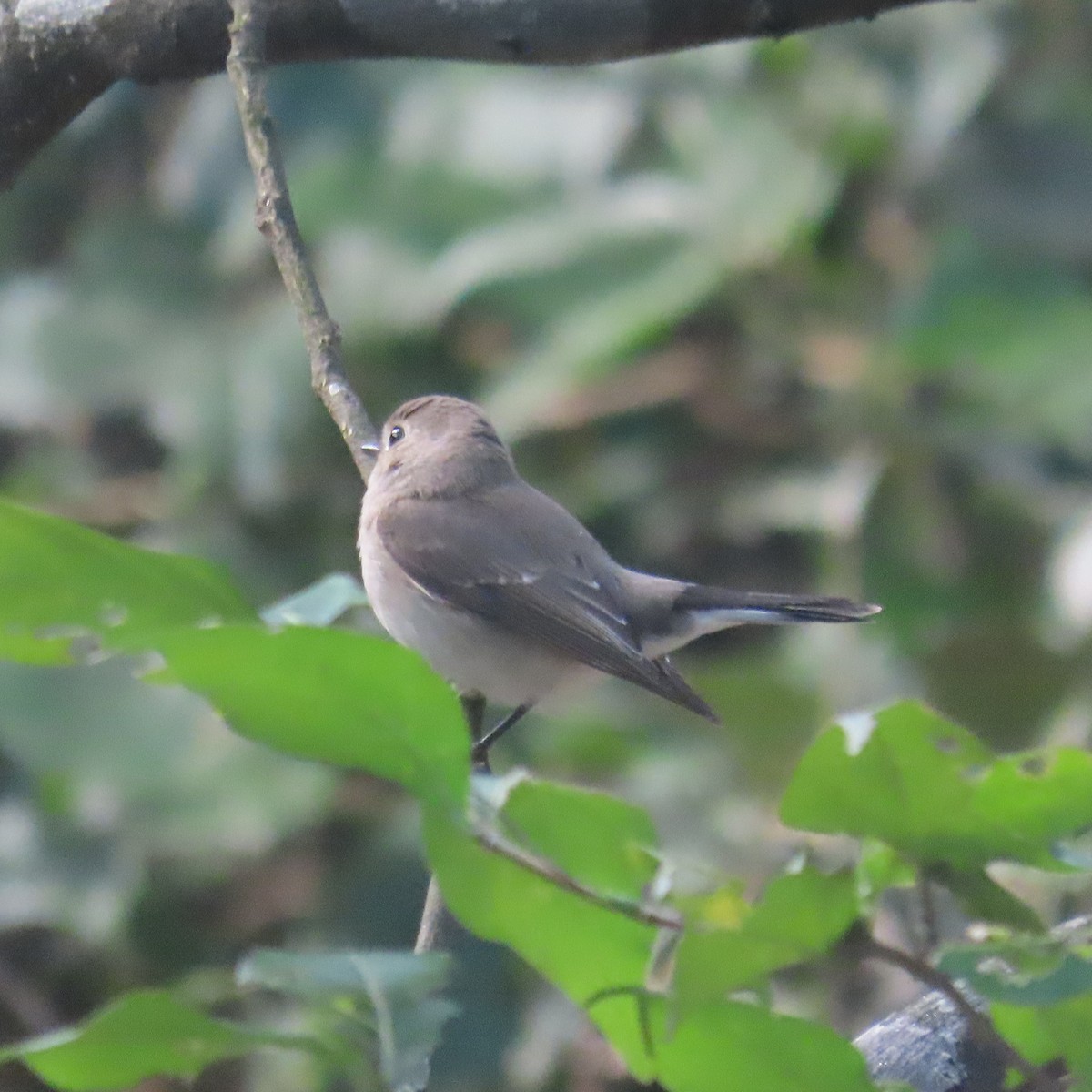 Taigaschnäpper - ML646590937