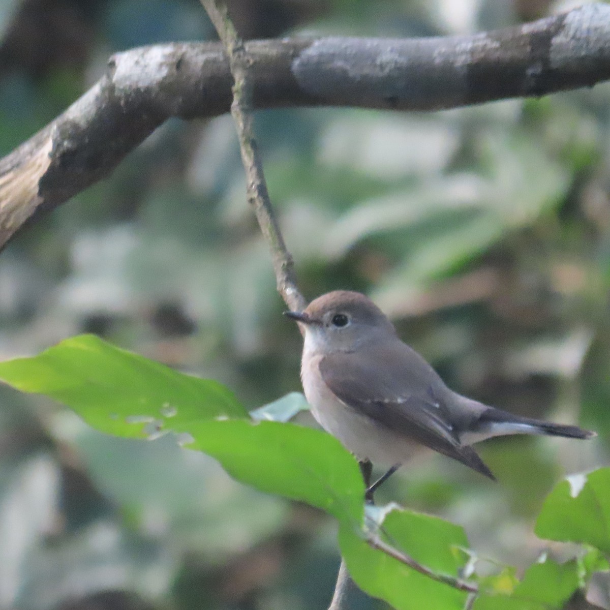 Taigaschnäpper - ML646590938