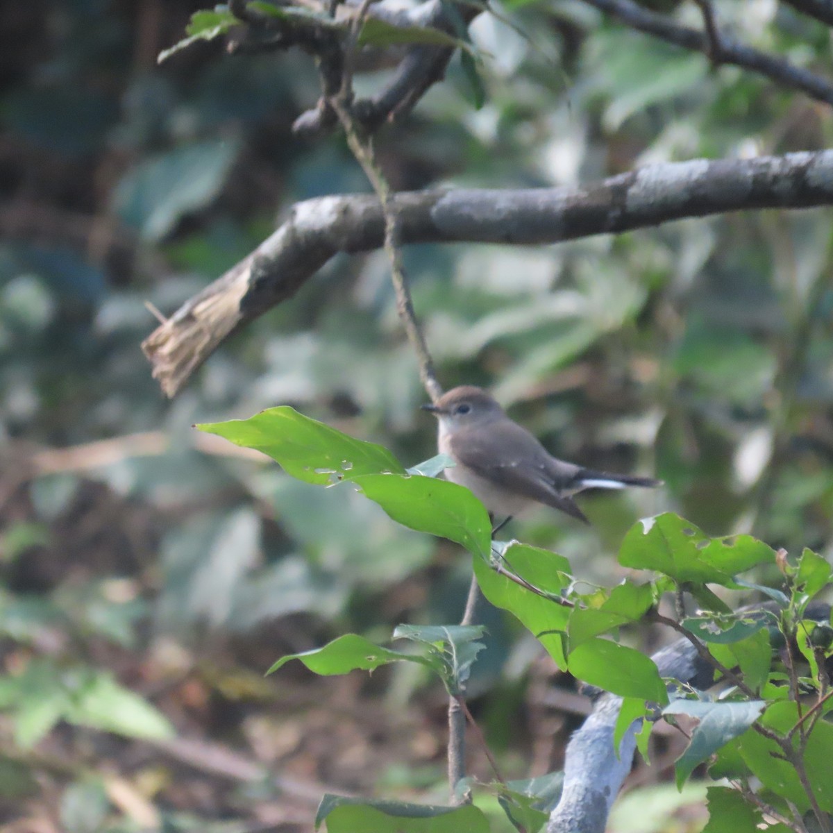 Taigaschnäpper - ML646590939