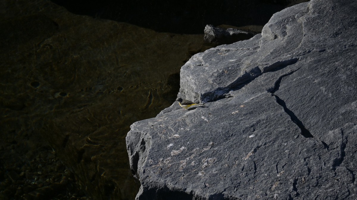 Bergeronnette des ruisseaux - ML646590940