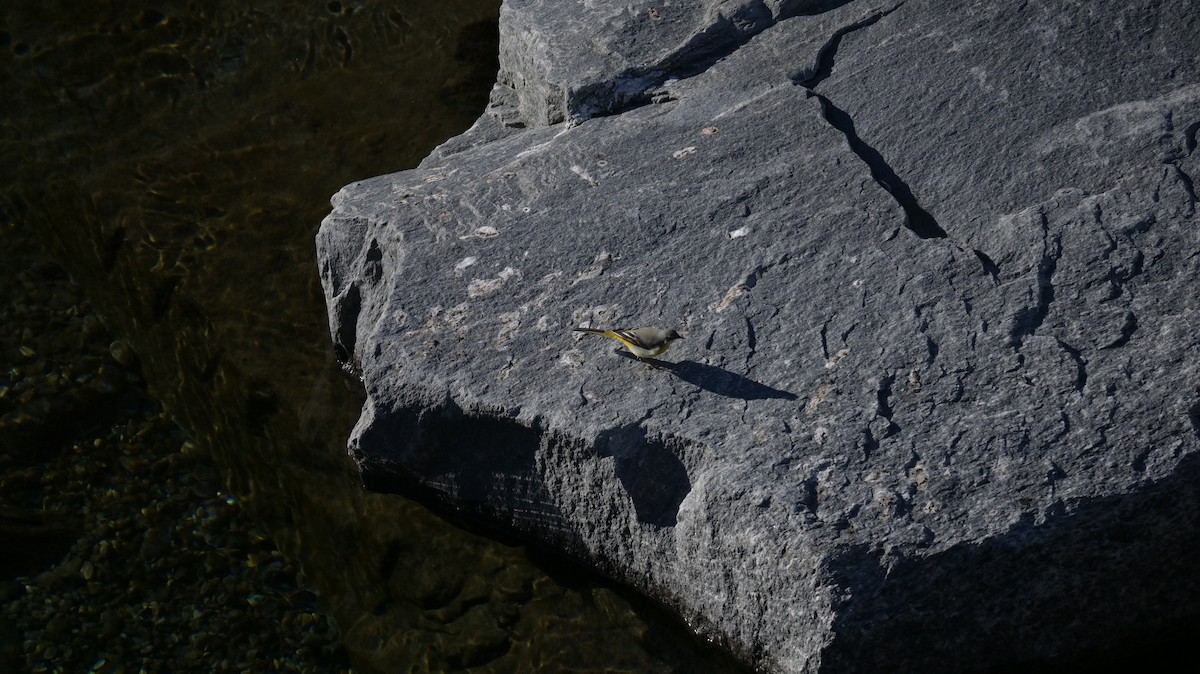 Bergeronnette des ruisseaux - ML646590941