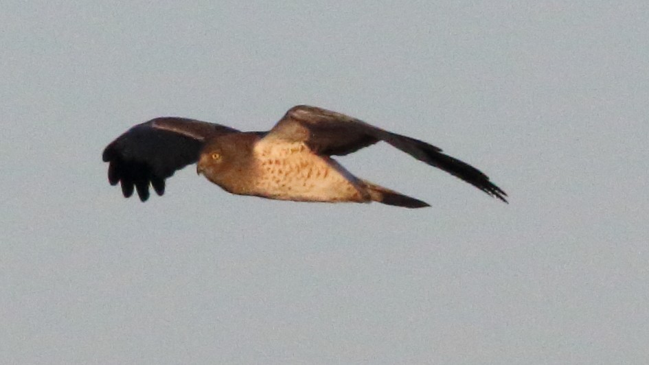 Northern Harrier - ML646590945