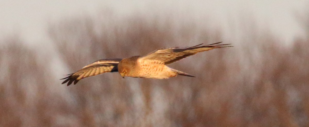 Northern Harrier - ML646590948