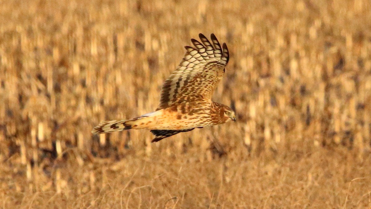 Northern Harrier - ML646590949