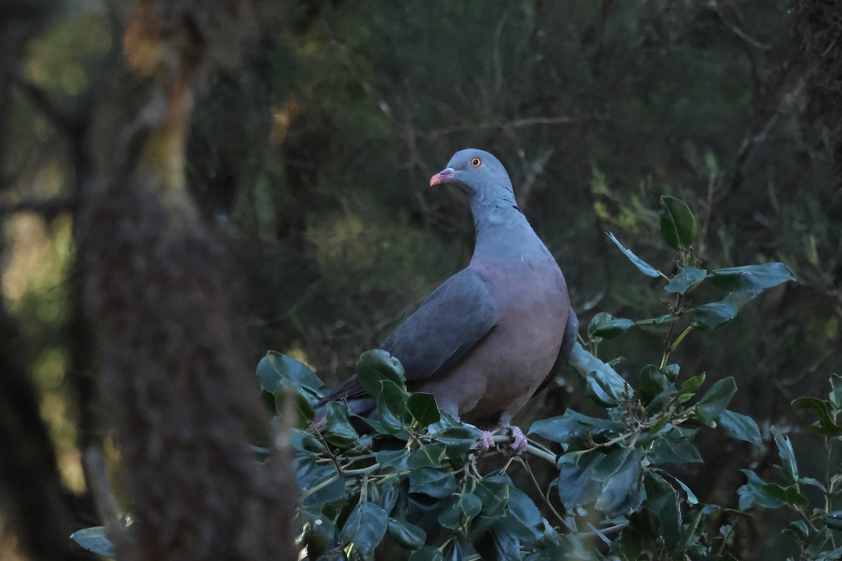 カナリーバト - ML646590952