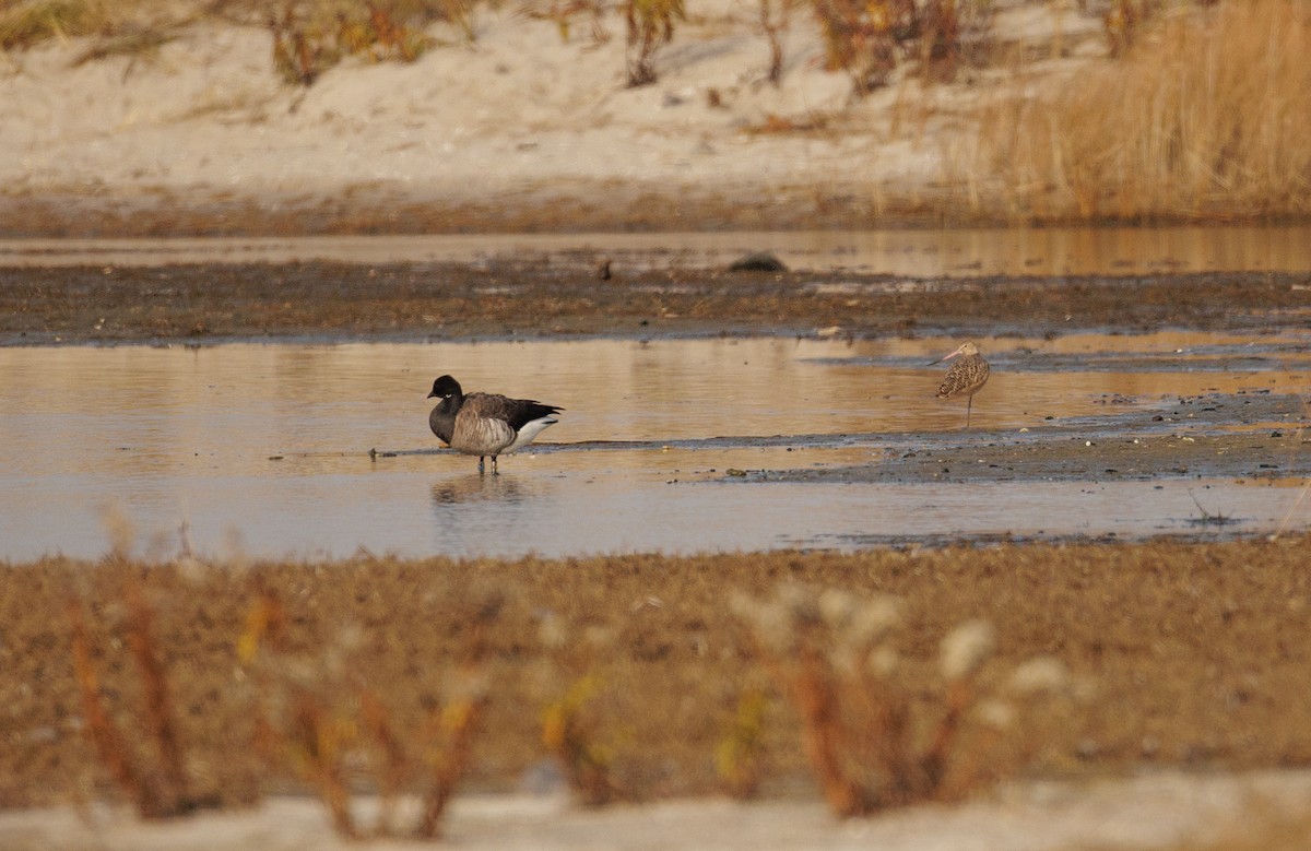 Marbled Godwit - ML646590957