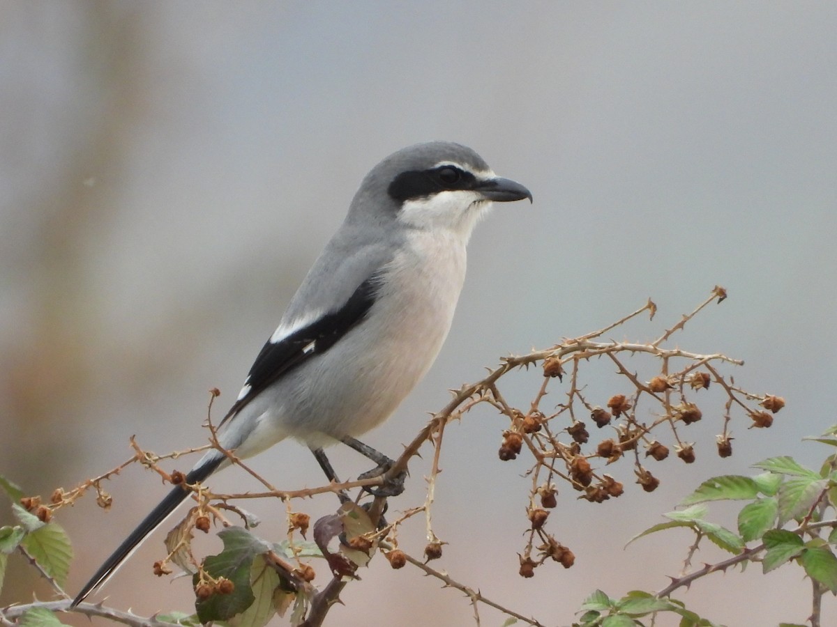Iberian Gray Shrike - ML646590959