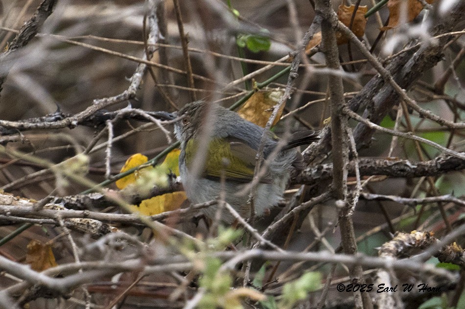 Green-backed Camaroptera - ML646590960