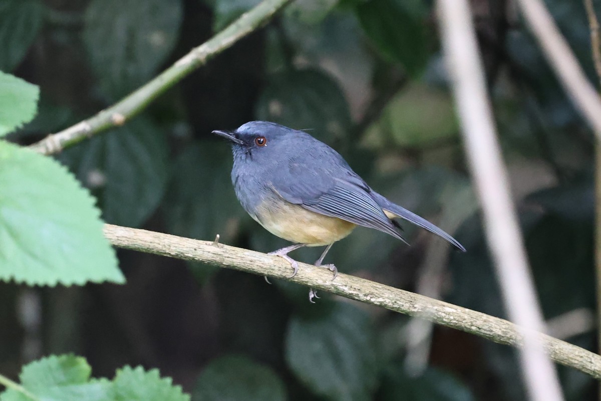 Alicorto Flanquirrufo - ML646590961