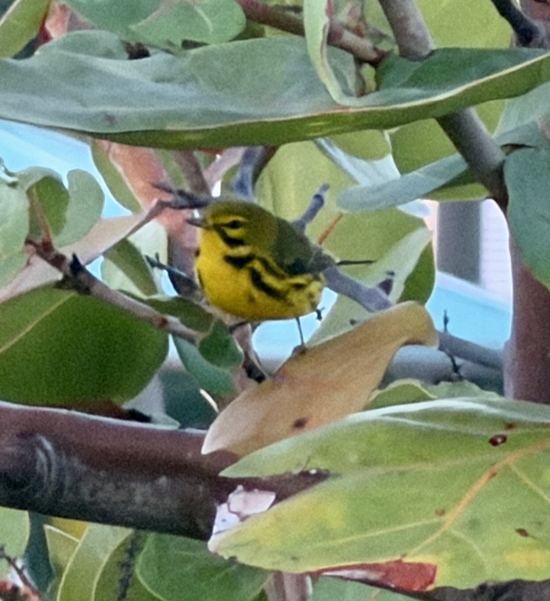 Prairie Warbler - ML646590963