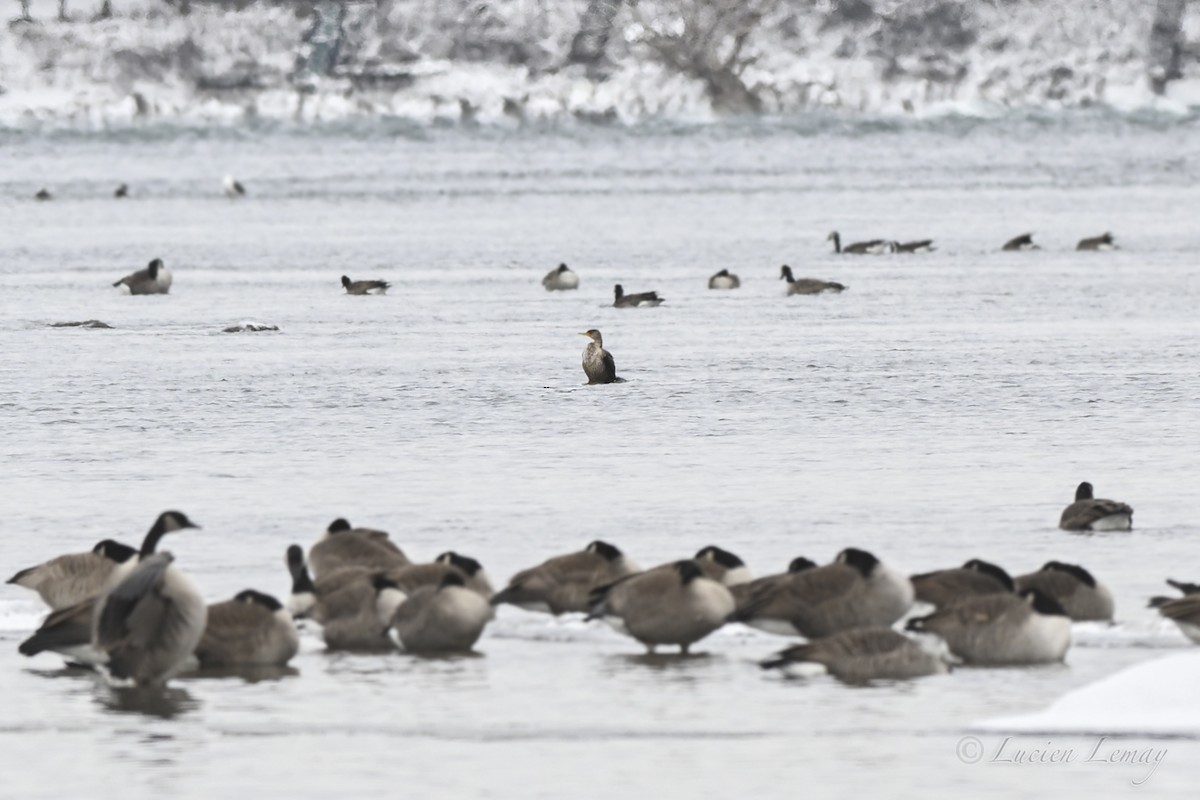 קורמורן אמריקני - ML646590964