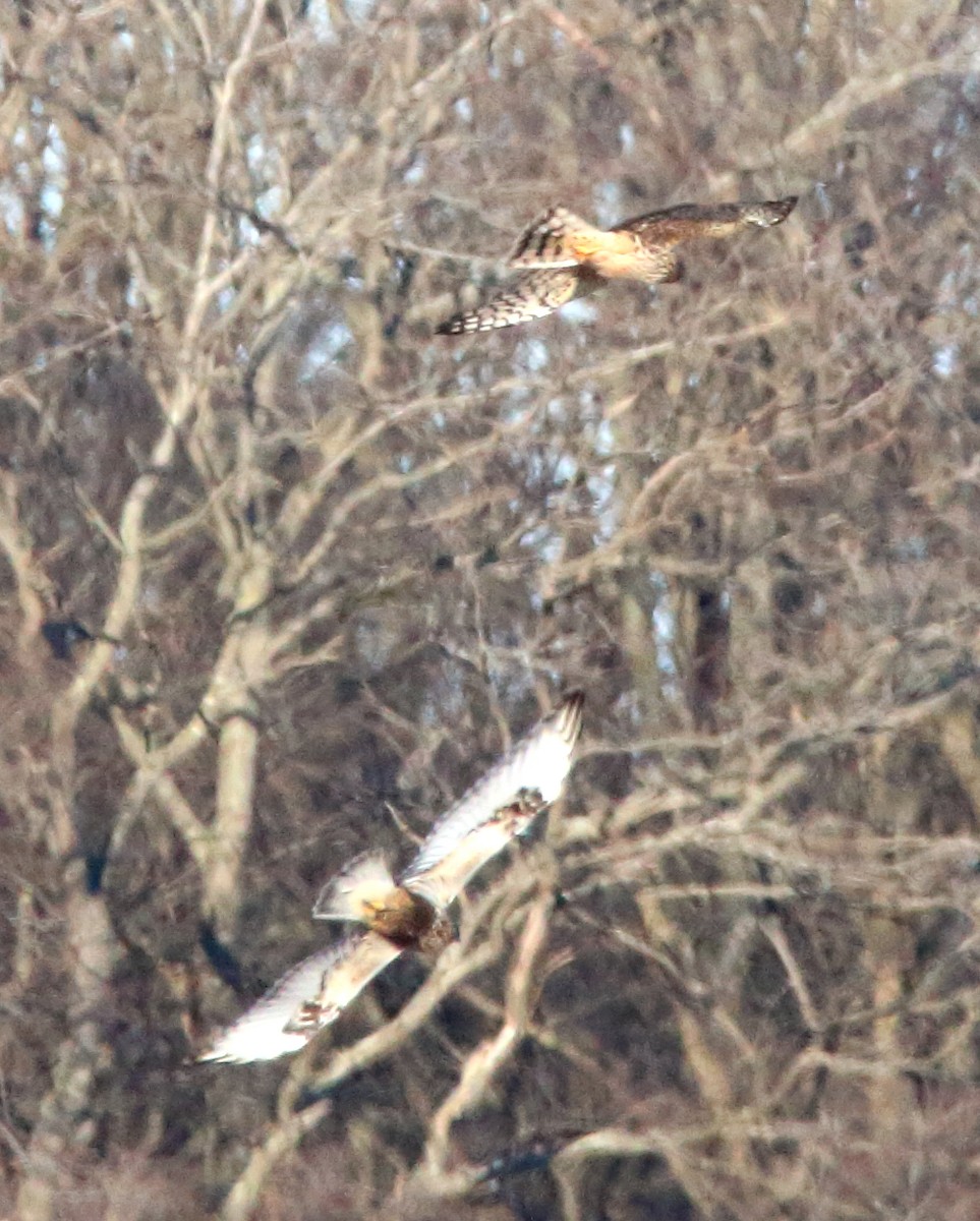 Rough-legged Hawk - ML646590965