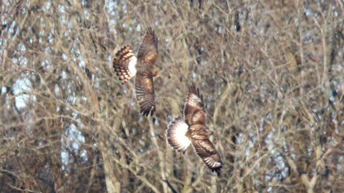 Rough-legged Hawk - ML646590966