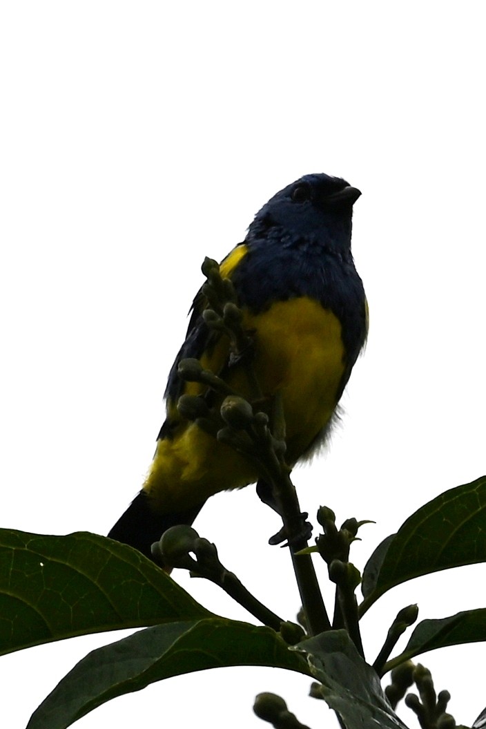 Turquoise Tanager - ML646590970