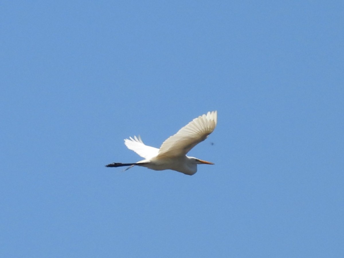 Snowy Egret - ML646590971