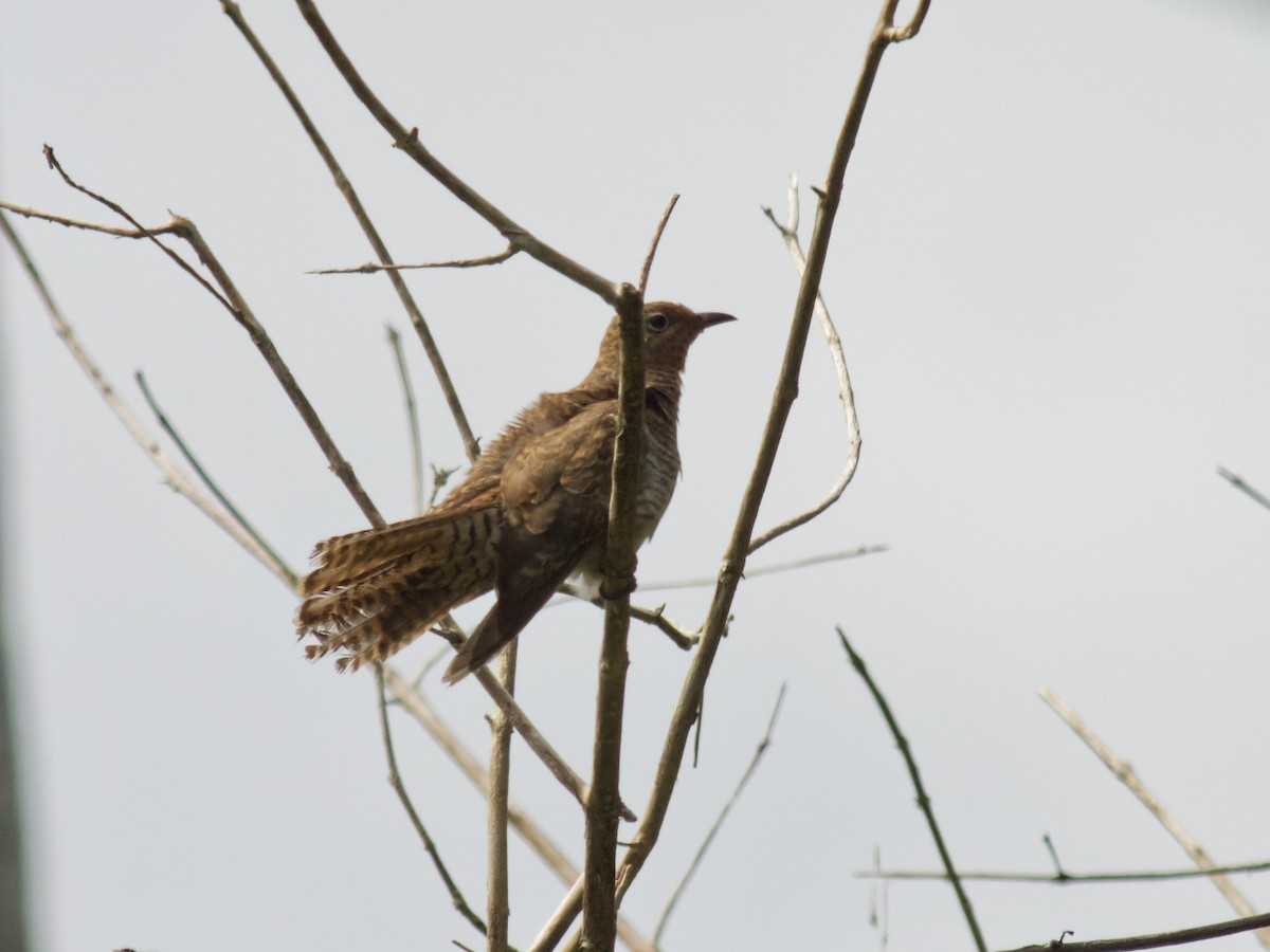 Sahul Brush Cuckoo - ML646590972