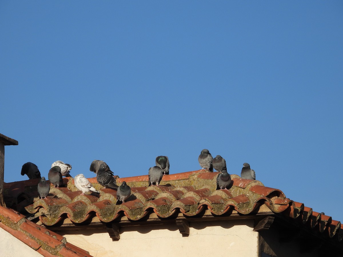 Rock Pigeon (Feral Pigeon) - ML646590973