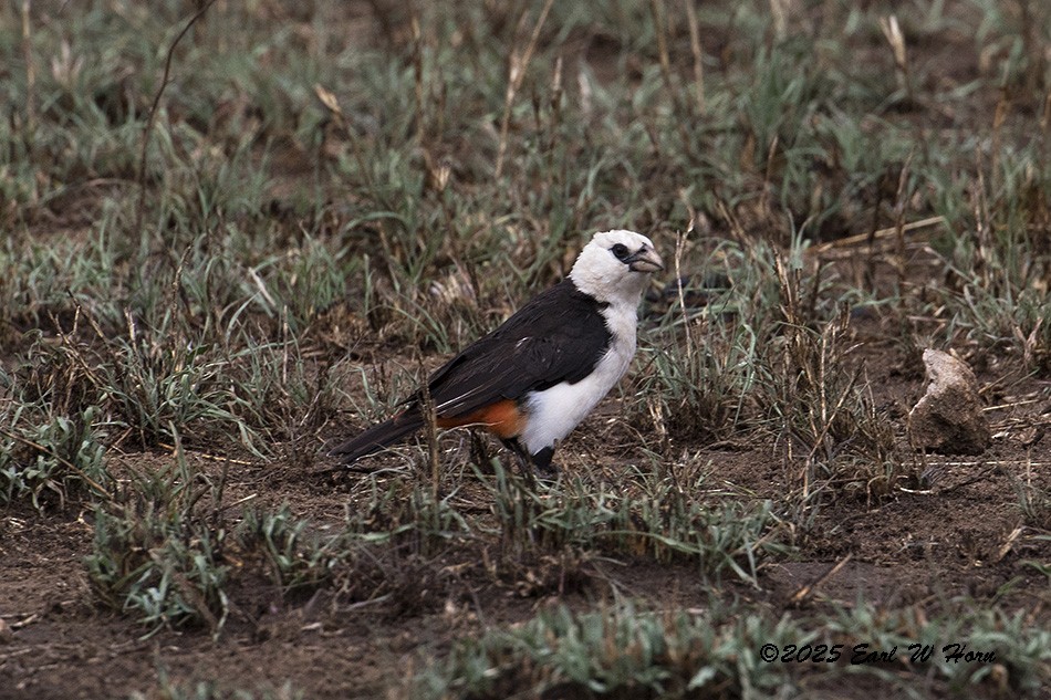 White-headed Buffalo-Weaver - ML646590974