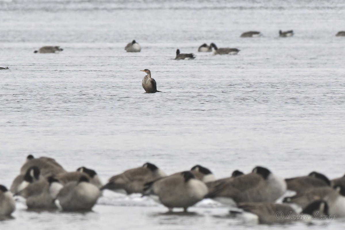 Double-crested Cormorant - ML646590975
