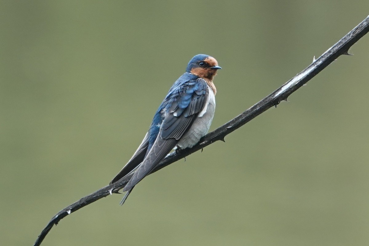 Welcome Swallow - ML646590976