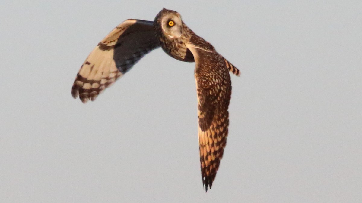 Short-eared Owl - ML646590978