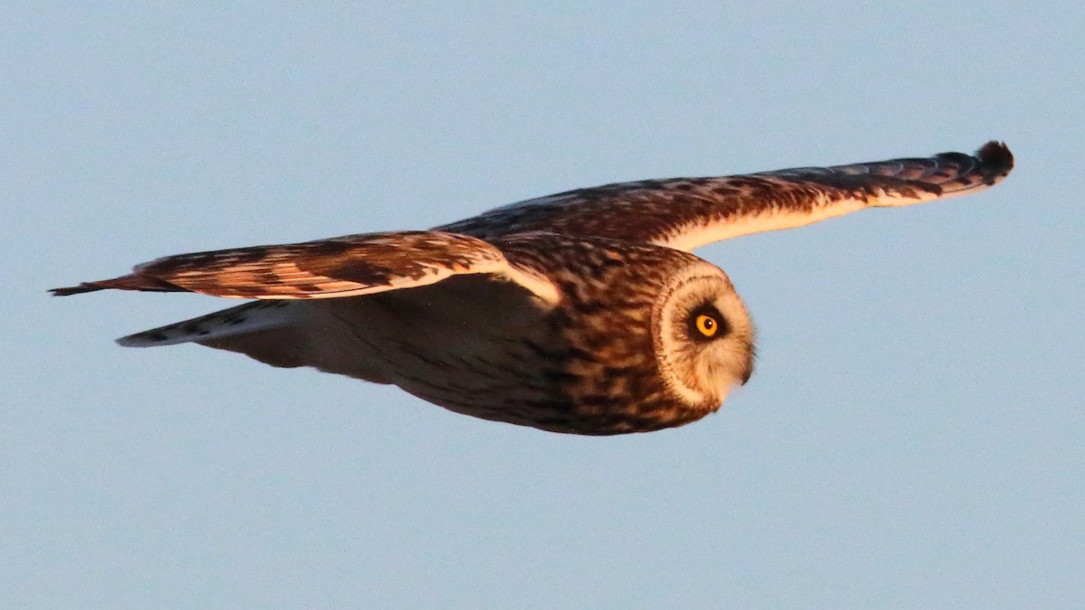Short-eared Owl - ML646590981