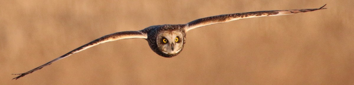 Short-eared Owl - ML646590982