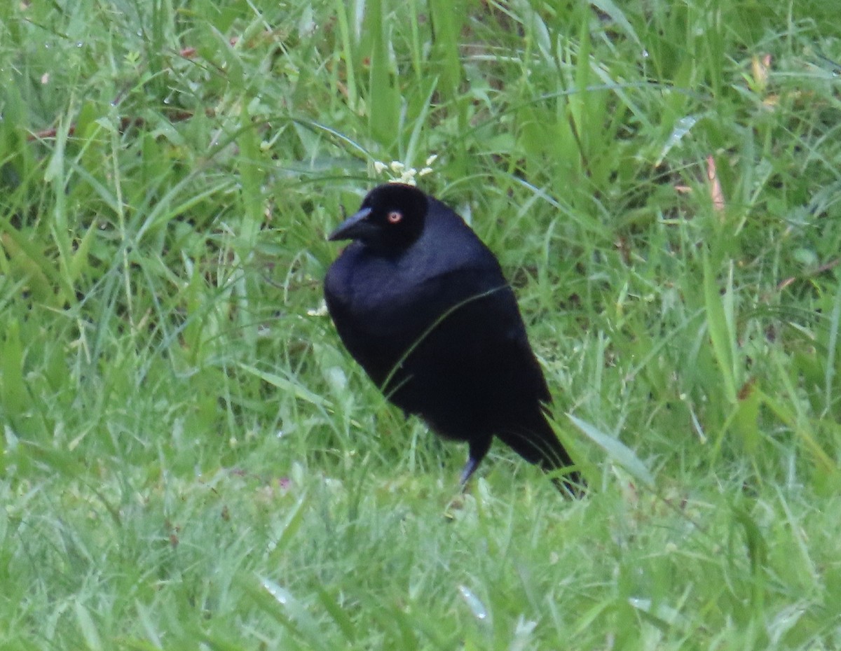 Giant Cowbird - ML646590983