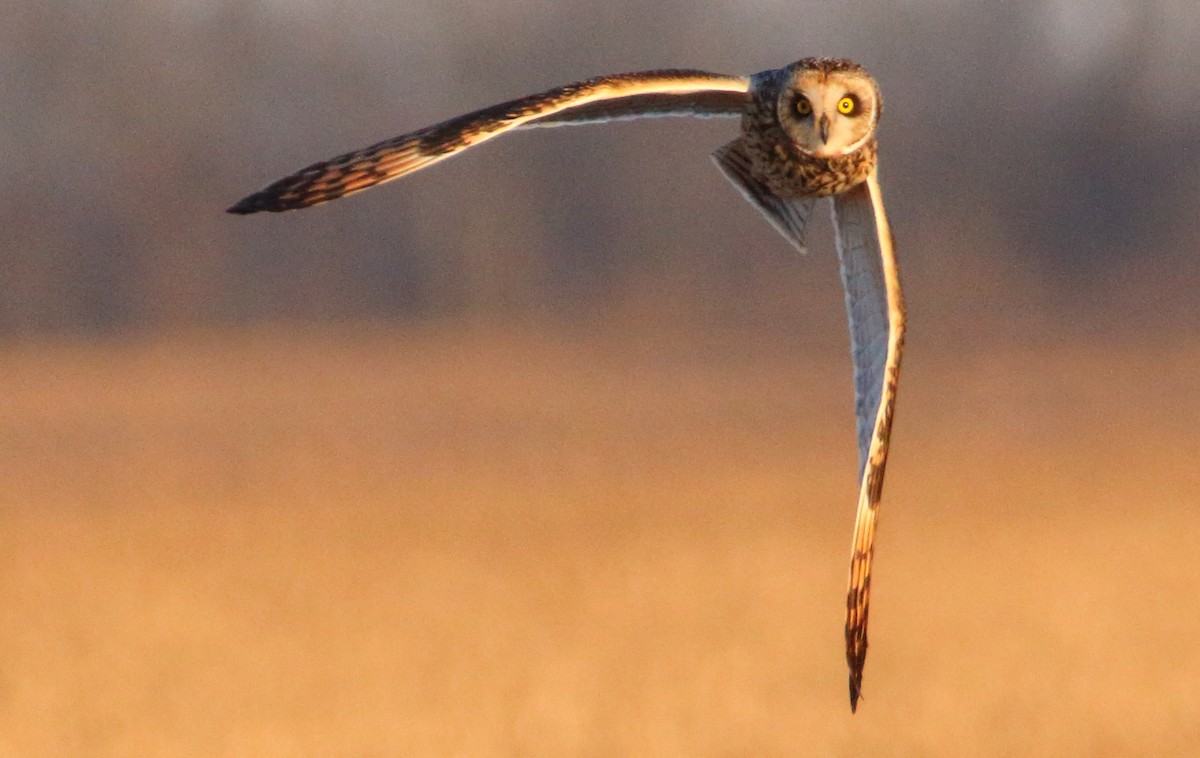 Short-eared Owl - ML646590984